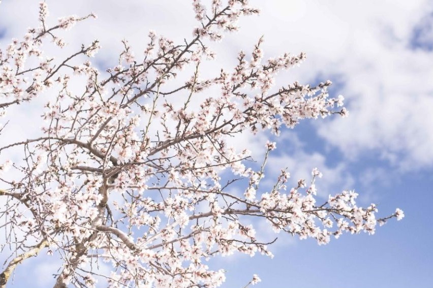 桜と空